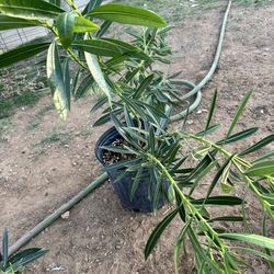 Oleander plants