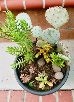 Plants