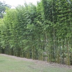 Graceful Bamboo Privacy Screen