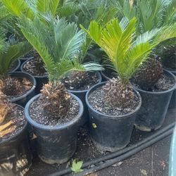 Sago Palm 5g $28