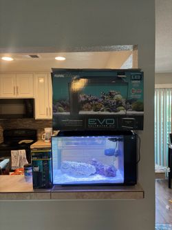 Fishtank Fluval Evo 13.5 gallon