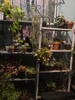 Free plants just bring any amount cash donation