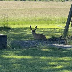 Clean Horse And Cattle Hay $7 Out Of Barn