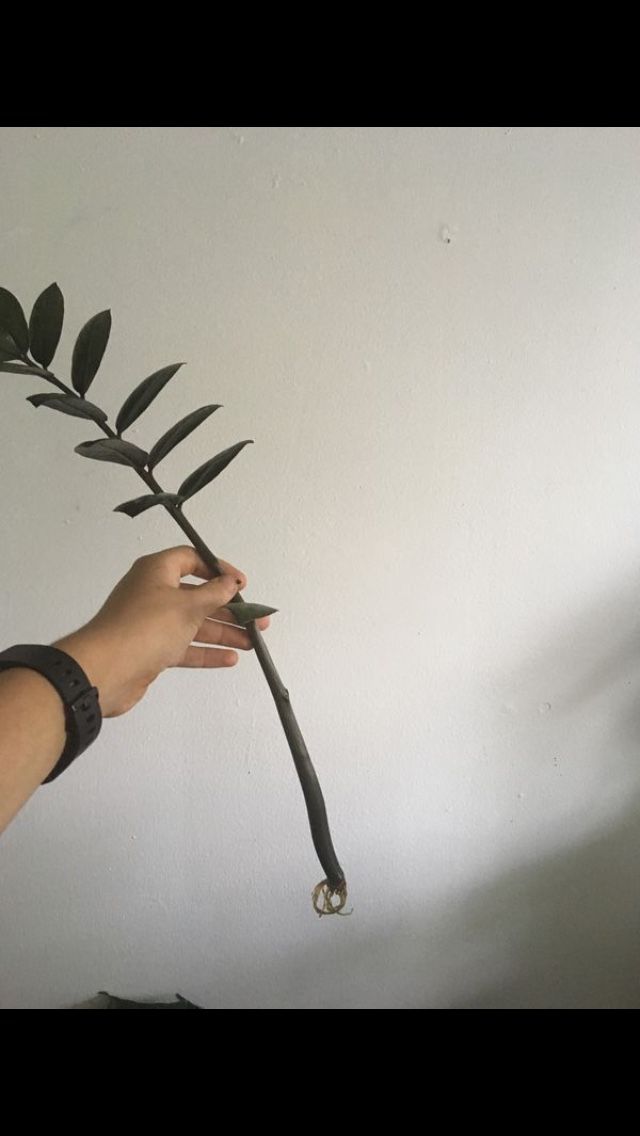 Rooted Raven ZZ cuttings rare House plant
