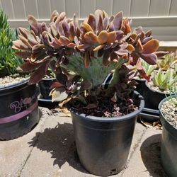 Unusual Succulent - Crested Graptoveria For $10