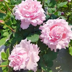 French Rose “​​Sophie Rochas”2 gallons live plants