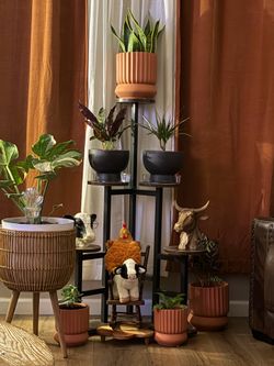 5 tier plant stand 🪴