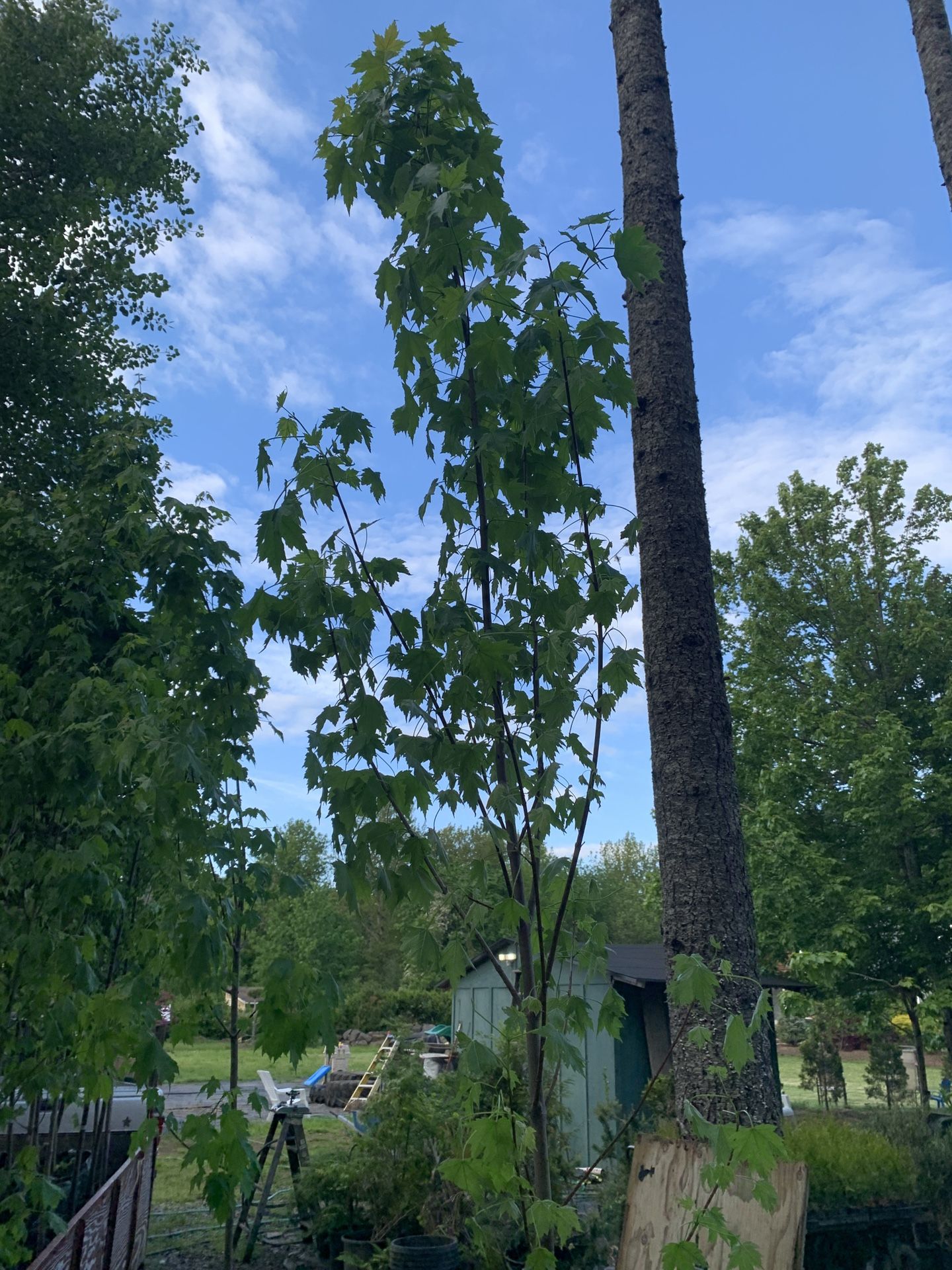 See Tree Maple – Armstrong