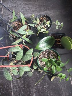 Assorted Hoya bundle