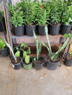 Snake 🐍 and totem pole plants