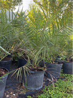 Sylvester Palm in 7 Gallon