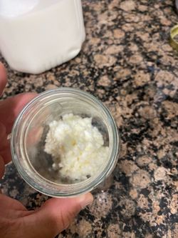Live milk kefir grains probiotic starging culture "Búlgaros"