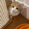 NEKO KING