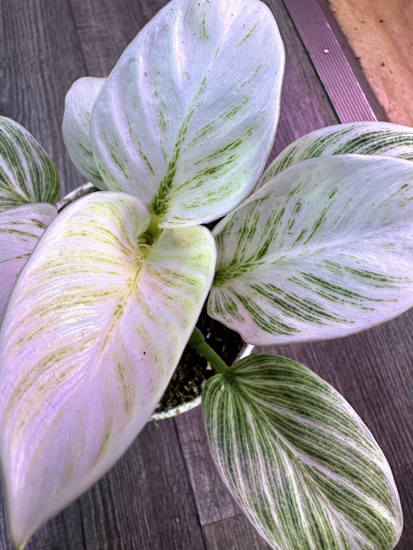 Philodendron Birkin Variegated Trầu Bà Kim Cương Đột Biến