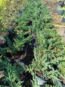 Juniper Privacy Hedge Plants 3gl $6🌿🌿