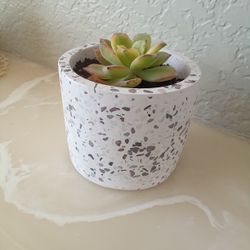 Potted Succulent