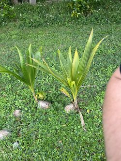 Baby Coconut Trees 🌴🥥