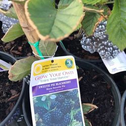 Pack 2 Plants 1gallon Sweety Pie Self Pollinating Blackberry Seedling Plant Fully Rooted