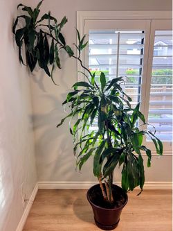 Massive 6ft Corn Plant + Pot Included