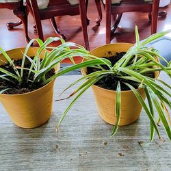Spider Plants 