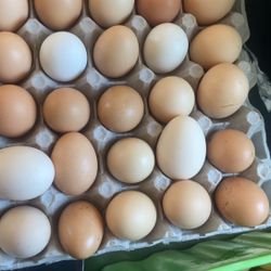 Huevos Orgánicos