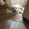Suzi