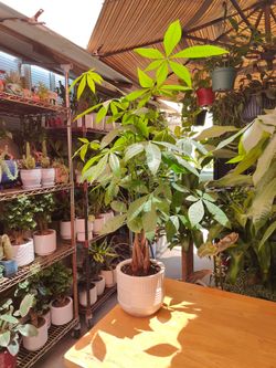 Money Tree