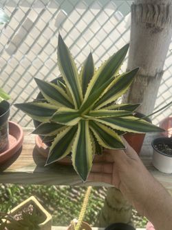 Friday & Saturday Plant Sales 