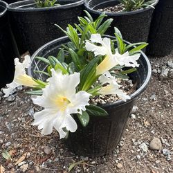 Diplacus bifidus 'White