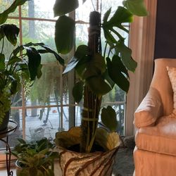 Real Living Split leaf Philodendron Healthy and Strong.  