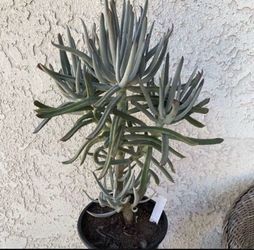 1.5 Gallon Pot Succulent Plant - Curio Repens - Blue Chalk Sticks - Rooted & Established - 🪴- Drought Resistant