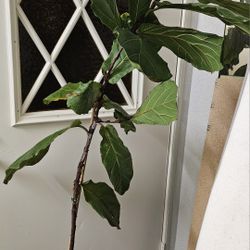 Fiddle Leaf Fig
