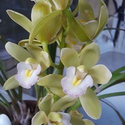 Cymbidium Orchid