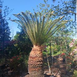 Large Sago Palm $975🌴