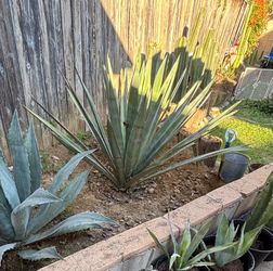 Agave Tequilana Plant