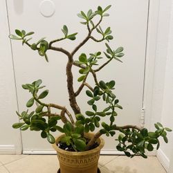 Beautiful Healthy Jade Tree 🪴