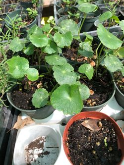 Gotu kola plant