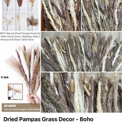 Dried Pampas Grass