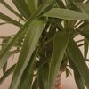 amarilis