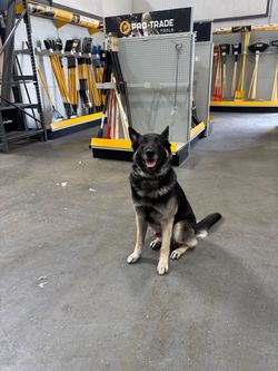 Dog Training