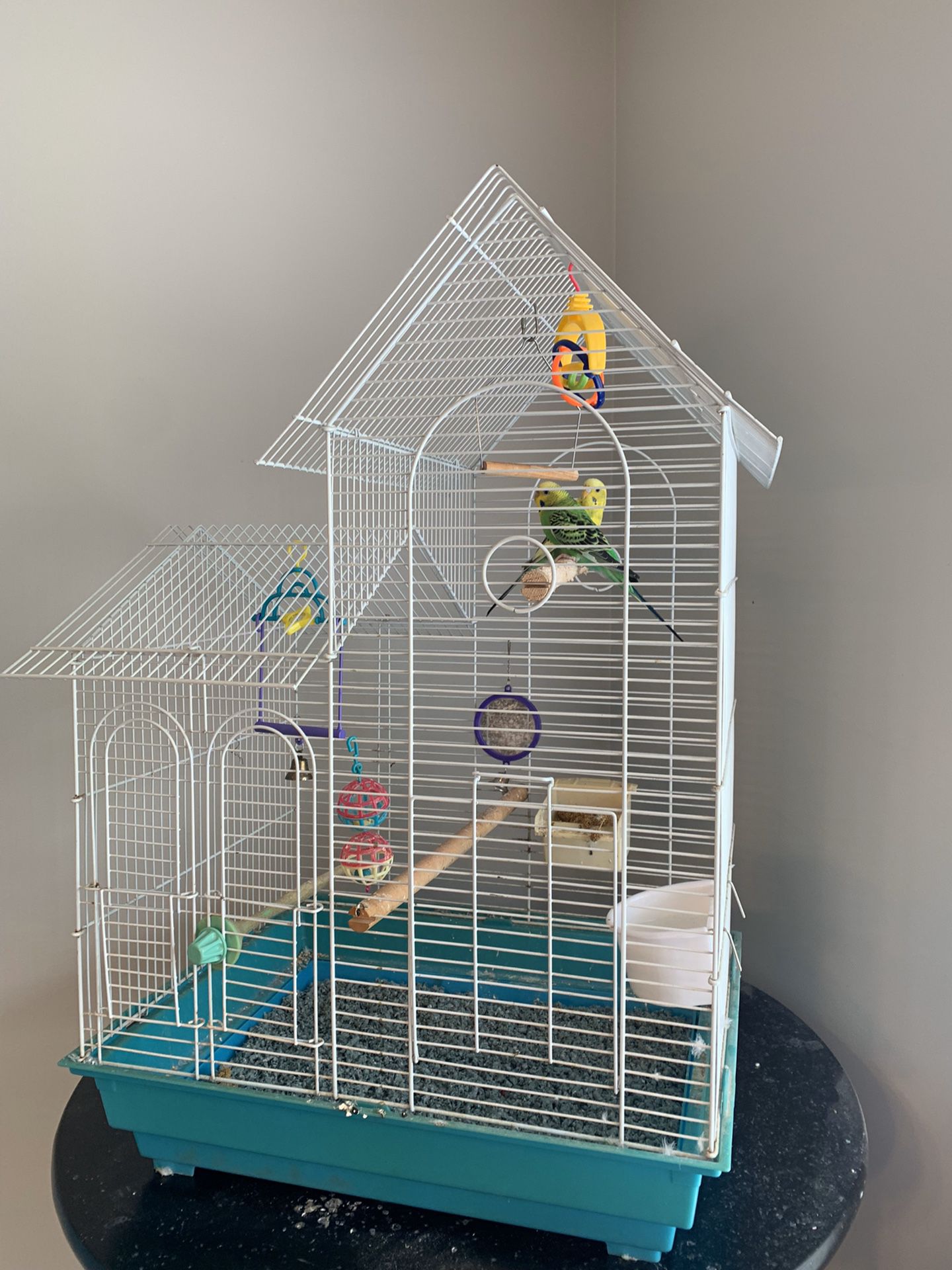 Bird cage with Two free birds all included