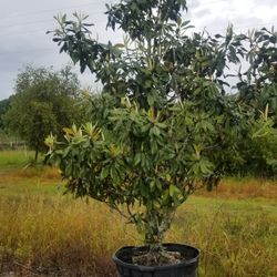 Magnolia Trees All Sizes To Deliver And plant 