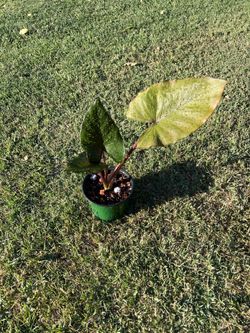 Alocasia metal head