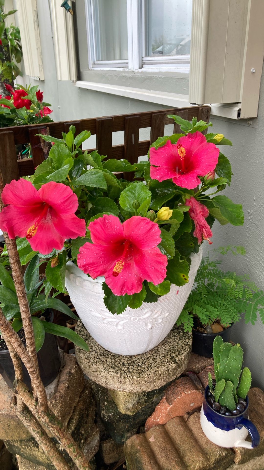 Plantas