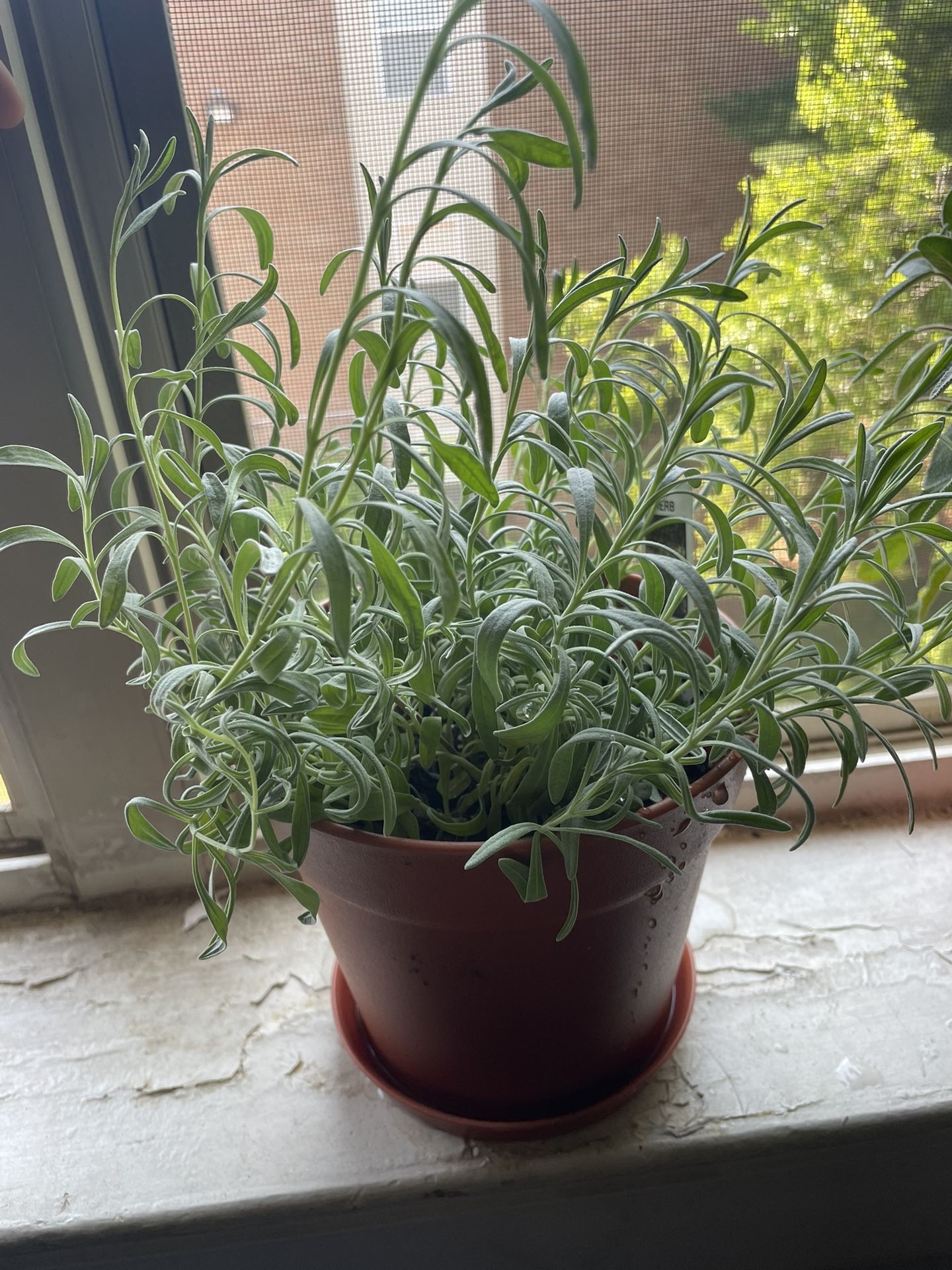 Plants for sell
