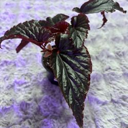 Begonia Black Magic 4” Pot