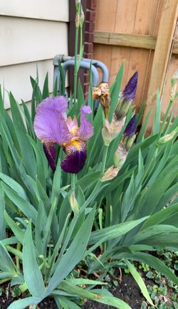 Iris