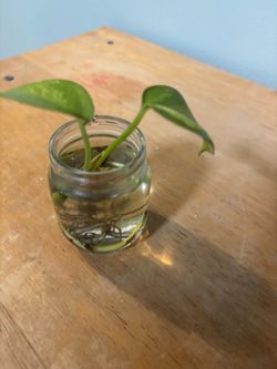 Pothos Plant Cutting with Roots in Water