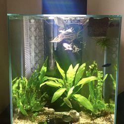Fluval 12 Gallon Aquarium