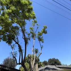 Trees 🌳